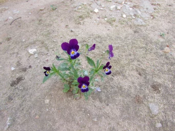 Уличный цветки, фиолетовый